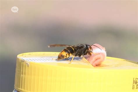hoe aziatische hoornaar vangen